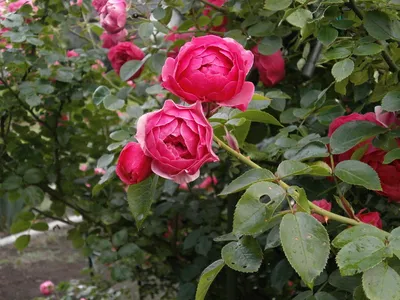 Миниатюрные розы на окне стоковое фото. изображение насчитывающей персик -  62566070