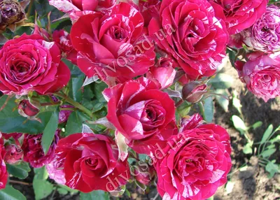 Миниатюрные розы из супермаркета, как поселить в саду. | Цветофея | Дзен