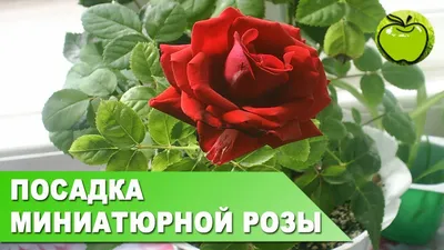 🌱 Роза миниатюрная Pink Sunblaze по цене от 2700 руб: саженцы - купить в  Москве с доставкой - интернет-магазин Все Сорта