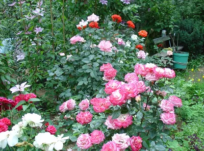 Литтл Баккара (Little Buckaroo) Роза миниатюрная - Сад удачи,  интернет-магазин садовых растений