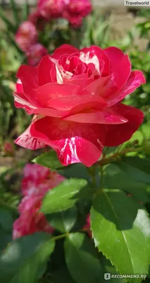 Посадите розы для души. Как посадить в саду миниатюрную розу. - YouTube