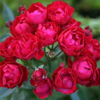 Роза «Мими Идэн»