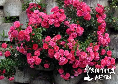 Мини-розы - пять лучших сортов для красивой клумбы и шикарного сада! |  Огород Мечты | Дзен