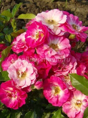 Розы Флорибунда - «Пройдемте в сад. Я покажу вас розам...Розы в нашем саду.  Маленькая коллекция делитантов.» | отзывы