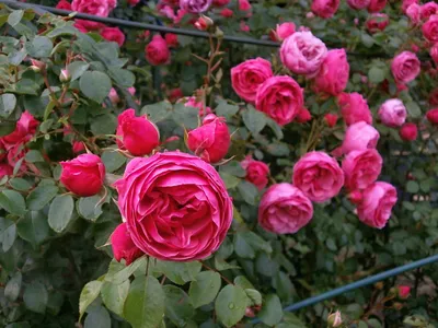 Роза миниатюрная - Роза садовая - Лиственные деревья и кустарники -  Декоративные деревья и кустарники - GreenInfo.ru