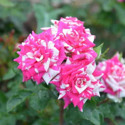 Роза флорибунда Анжела в садовом центре \"Зеленый ПоСад\"
