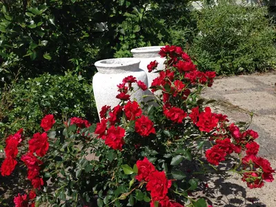 Саженцы розы миниатюрной Пинк Спрей купить в Москве по цене от 630 до 2340  руб. - питомник растений Элитный Сад