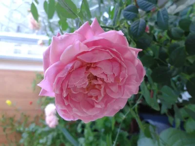 Роза миниатюрная Флэшинг — купить семена и саженцы роз из каталога с  доставкой по Москве и России