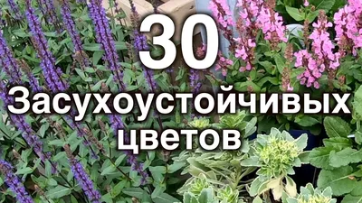 25 многолетних цветов цветущие все лето в вашем саду или даче Какие мно |  цветы | Постила