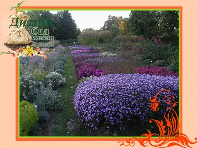 ТОП 8 многолетников с фиолетовыми и сиреневыми цветками, середина августа -  сентябрь | Дизайн в Саду Жизни | Дзен