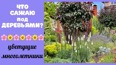 Татьянин Сад — Многолетники для сада