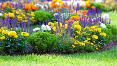10 многолетних цветущих растений для сада и дачи: посадил и забыл | myDecor