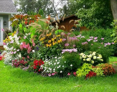 25 многолетних цветов цветущие все лето в вашем саду или даче | Сад,  Композиции цветников, Клумбы