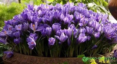 Лилейник, многолетние цветы для дачи и сада - купить с доставкой по  выгодным ценам в интернет-магазине OZON (731555511)