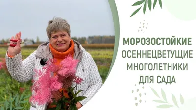 Title: Многолетние садовые цветы:неприхотливые многолетники - Agro-Market24