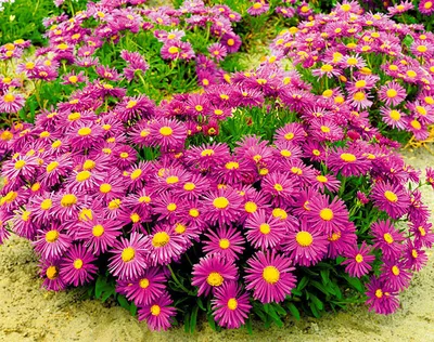 Неприхотливые долгоцветущие цветы-многолетники для сада радуют мое сердце  весь сезон | Glav-Dacha.ru | Дзен
