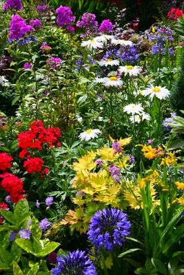 Цветы в саду. Рассказываем про многолетники | Блог садового центра \"Апрель\"  г.Саратов