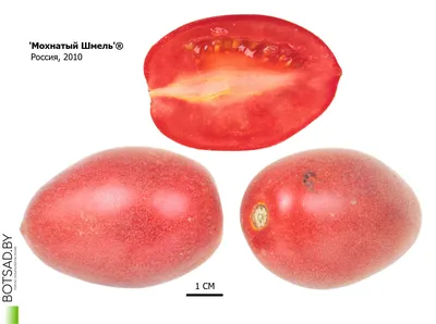 Томат 'Мохнатый Шмель' | BOTSAD.BY