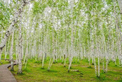 Молодая берёза в сосновом лесу Stock Photo | Adobe Stock