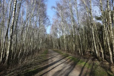 На бульваре Эркиндик упала береза, зацепив два молодых саженца. Фото  горожанина