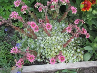 Marika_Fikus - Молодило в саду. Недавно показывала вам как растет садовое  молодило дома, точнее на балконе. А сейчас вот для сравнения это же молодило,  но растёт в саду, в естественных условиях), на
