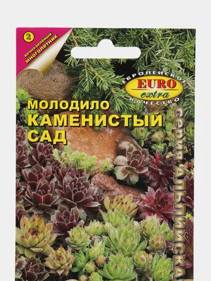 Молодило в дизайне сада фото: 10 тыс изображений найдено в Яндекс.Картинках  | Succulents, Garden, Plants