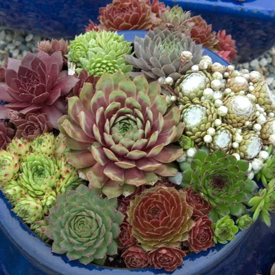 Семена цветы \"Молодило каменистый сад\" купить по цене 71 ₽ в  интернет-магазине KazanExpress