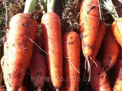 Семена Поиск Морковь Абако F1 0.5 г 677711 - выгодная цена, отзывы,  характеристики, фото - купить в Москве и РФ