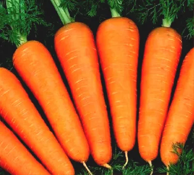 Морковь Абако F1 10гр |