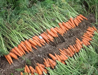 Морковь Обыкновенный Абако F1 – купить семена в интернет-магазине Лафа с  доставкой по Москве, Московской области и России
