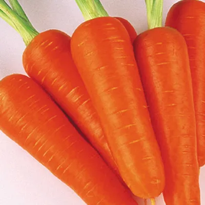 Купить семена Морковь АБАКО F1 200шт ЭКОНОМ АГРОС в магазине ГринПрофи  Тольятти