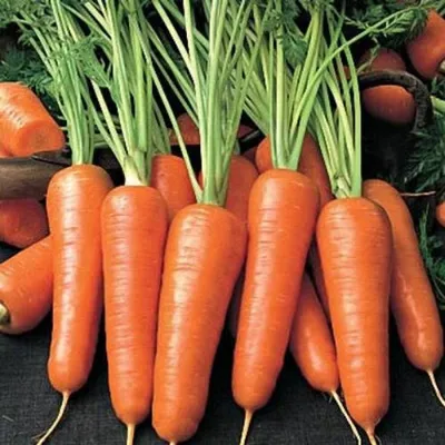 Семена моркови Seminis - купить в Киеве: цена, отзывы | ROZETKA