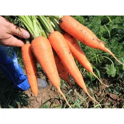 Семена Морковь Абако F1 - купить по выгодной цене | Урожайка