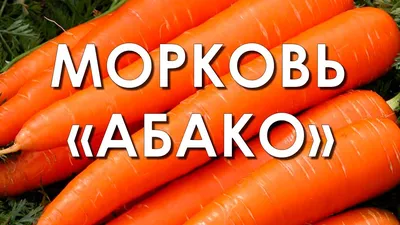 Обзор сорта моркови \"Абако\" (характеристики, свойства, фото) - YouTube