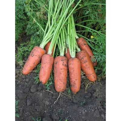 Семена моркови Абако F1 (Abaco F1) Seminis 200000 1,4-1,6 - купить по  лучшей цене в Виноградове от компании \"Agrise\" - 1670132401