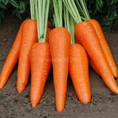 Морковь Абако F1 (Seminis) купить в интернет-магазине Интернет-магазин  \"Агроном\"
