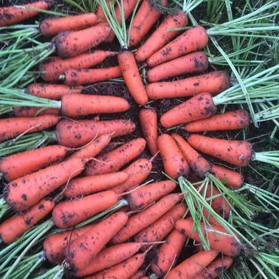 Морковь Абако F1 (Abaco F1) (1,6-1,8) семена купить от Seminis, цена в  Супермаркете Семян