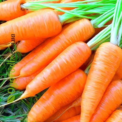 Семена САДОВИТА Морковь Абако F1 150 семечек 00140100 - выгодная цена,  отзывы, характеристики, фото - купить в Москве и РФ