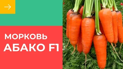 Купить семена Морковь Абако F1 Украина