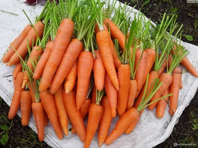 Морковь Абако F1 от Seminis / Семинис) - «Как пачка в 300 рублей  превращается в 7000 руб. + 3 мешка моркови, или Самый лучший сорт ранней  моркови.» | отзывы