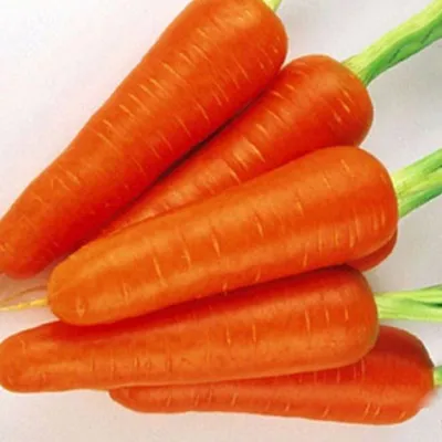 Морковь Абако F1 (10г, Seminis) - купить Семена моркови в Киеве и Украине,  выгодная цена Морковь Абако F1 в интернет-магазине Agrostore ТМ (Агростор)