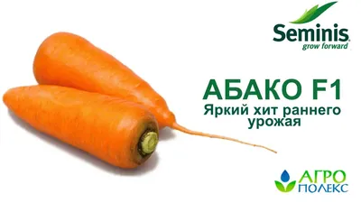 Семена моркови морковь Абако F1 (Seminis) 1 г — ранний гибрид (90-95 дней)  с крупной фасовки: продажа, цена в Павлограде. Семена и рассада овощных  культур от \"АгроКонсультант\" - 1296926462