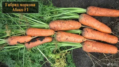 Морковь \"Абако F1\" (Seminis) купить почтой в Украине| \"Фазенда\"