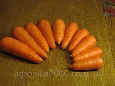 Морковь к будущему сезону, какие сорта выбрала и почему | уДачный проект |  Дзен