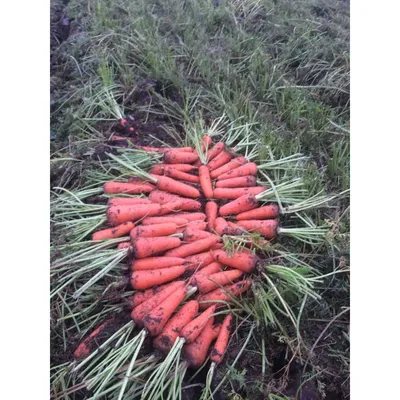 Семена Морковь Абако F1, 200 000 семян Seminis (ID#250519011), цена: 5000  ₴, купить на Prom.ua