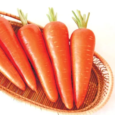 Морковь абако фото фото
