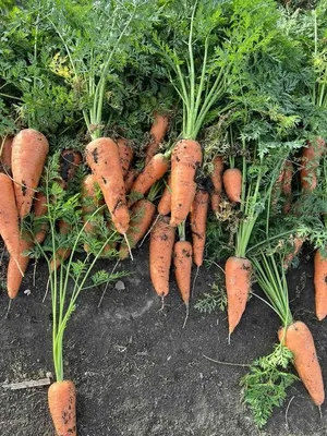ᐉ Семена моркови Абако F1 / Abaco F1,110 дней купить по цене [44 877 грн.]  в Украине