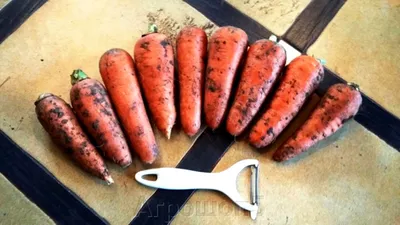 Продам морковь Абако морковка опт: 11 грн. - Продукты питания / напитки  Одесса на Olx