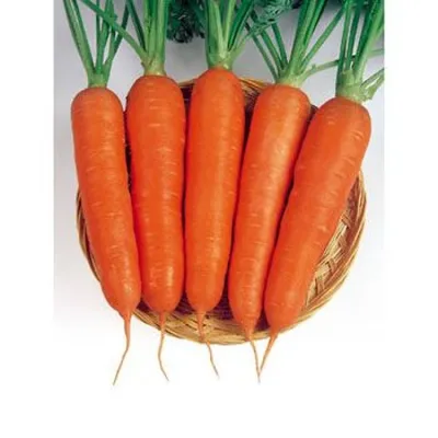 Продам морковь АБАКО, купить морковь АБАКО, Херсонская обл — Agro-Ukraine