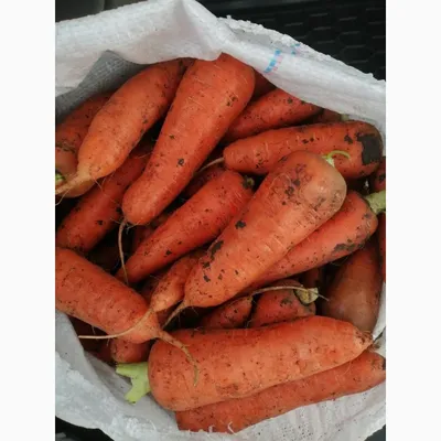 Уборка моркови: больше с Абако никакую не сравниваю. Победила! | уДачный  проект | Дзен
